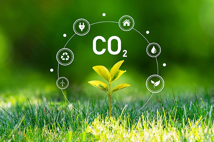 ruokikkoa, kasvin taimi ja co2 lyhenne