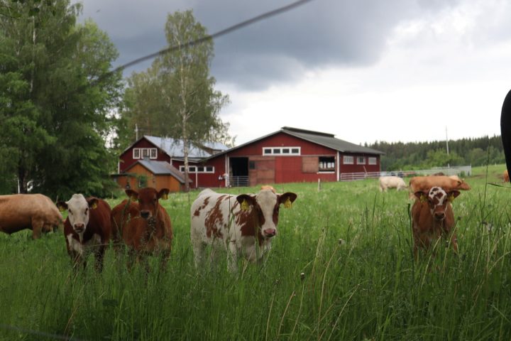 Kuvassa nurmipelto, jossa etualalla nautoja.