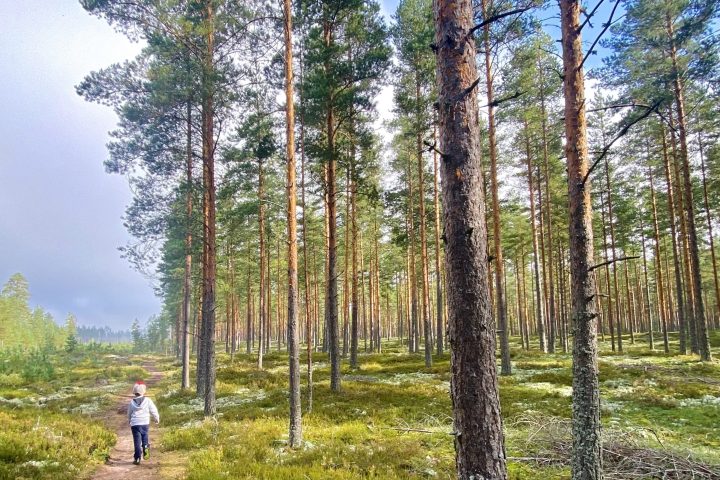 Ihminen metsäpolulla