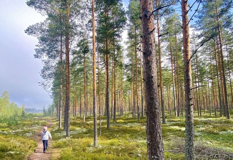 Ihminen metsäpolulla